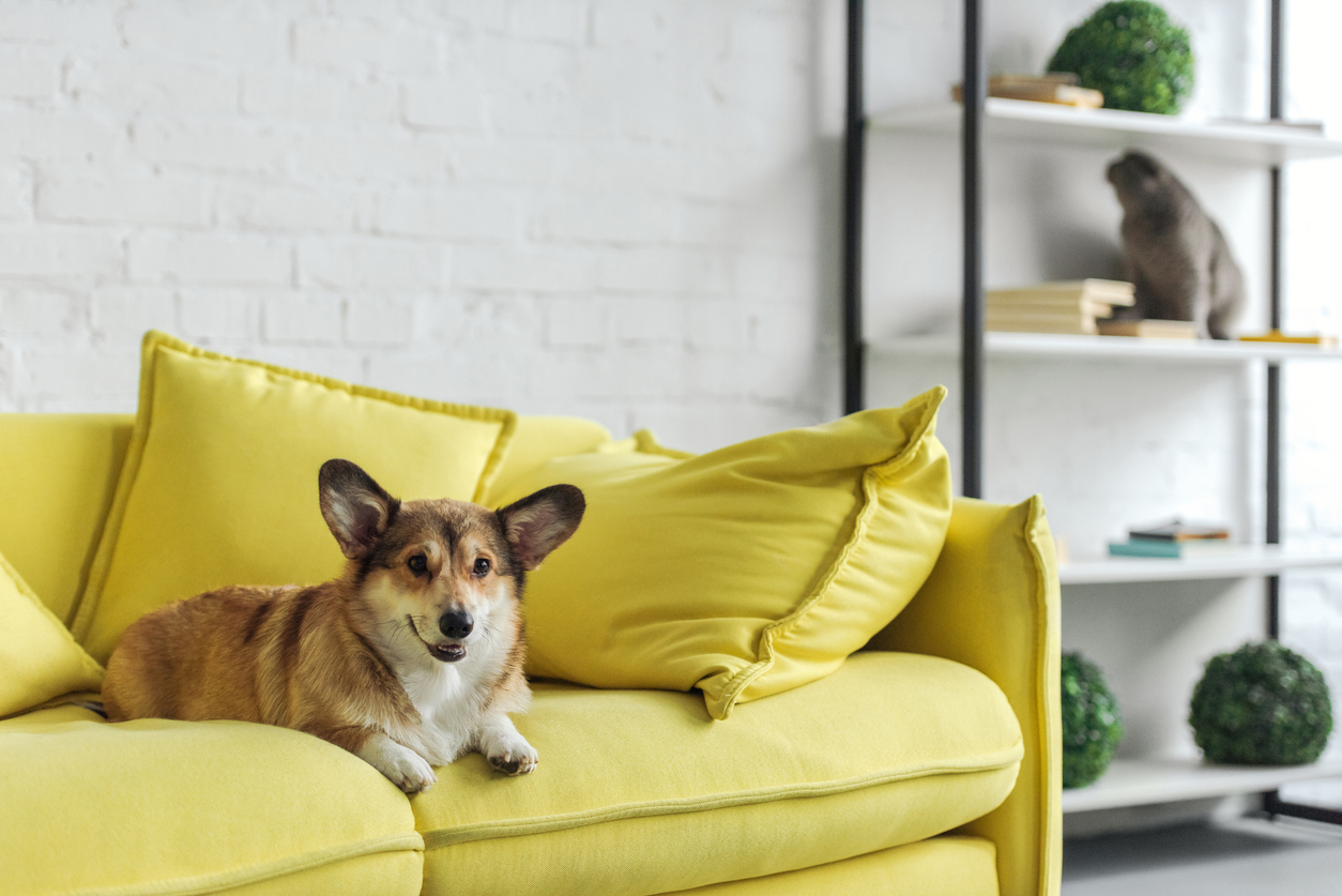 squarerooms-corgi-lying-on-yellow-couch-dog-home-living-room