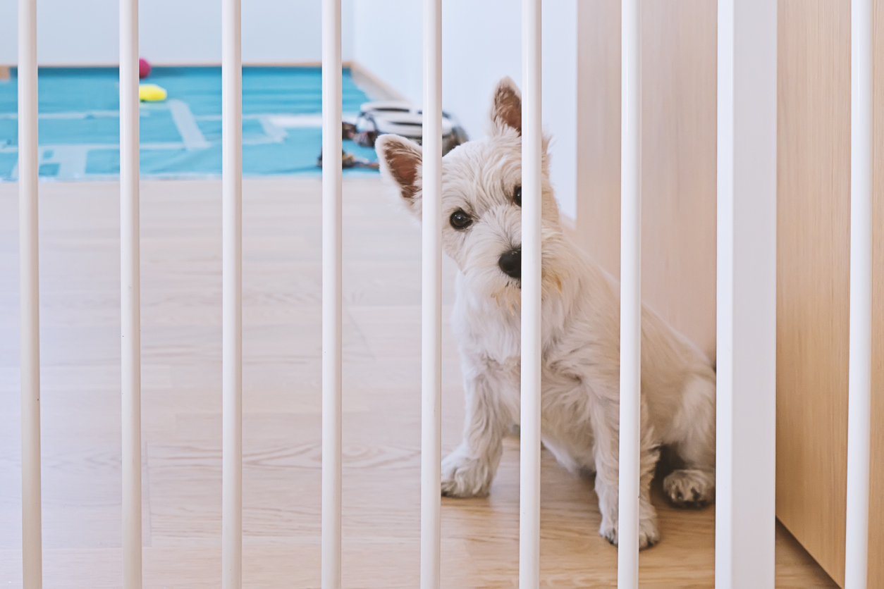 squarerooms-west-terrier-white-small-dog-puppy-looking-through-gate-at-home