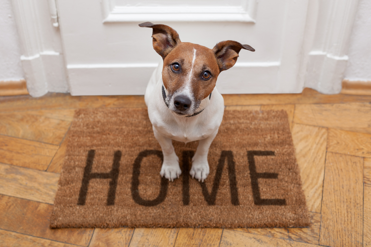 squarerooms-dog-on-welcome-home-mat-looking-into-camera-jack-russell