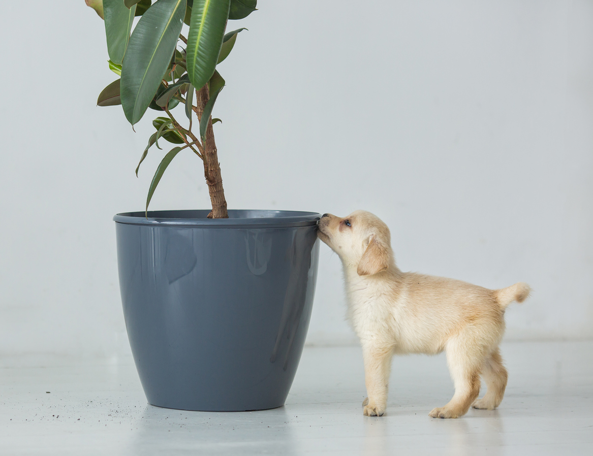 squarerooms-labrador-puppy-dog-sniffing-plant-pot