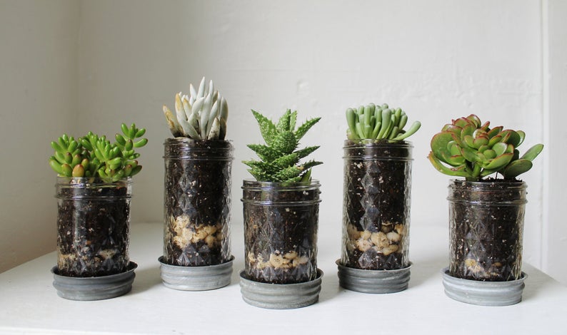 squarerooms-miniature-gardens-etsy-bootsngus-terrariums-mini-glass-jars