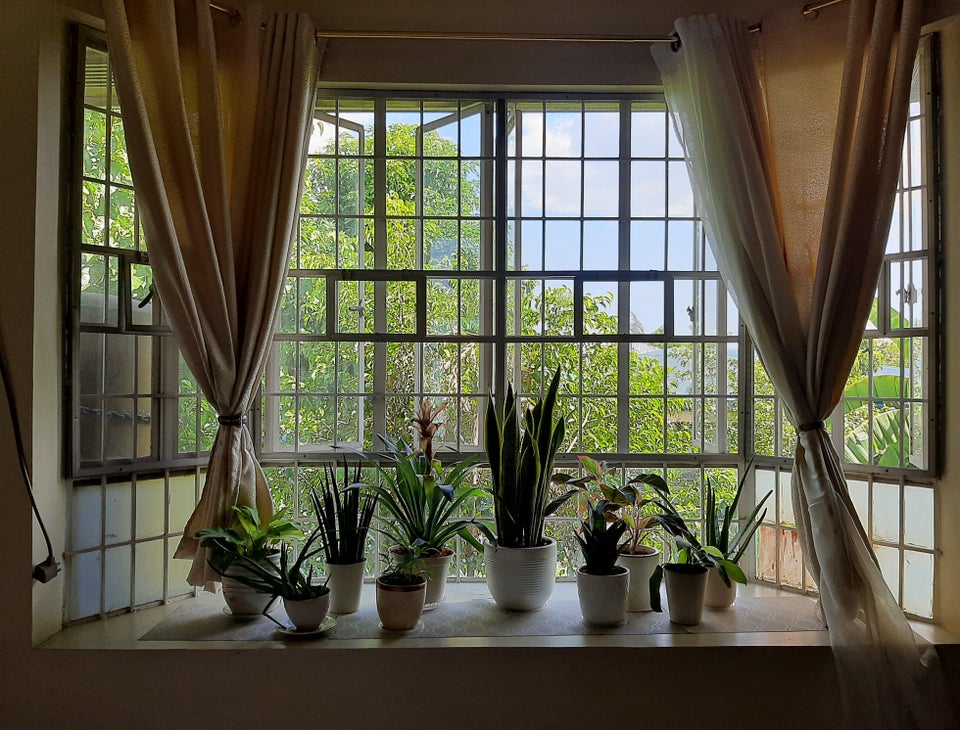 squarerooms-reddit-bay-window-indoor-garden-plants
