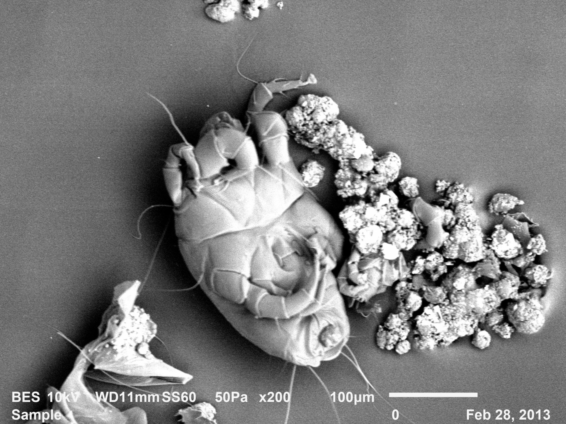 squarerooms dyson dust mites up close