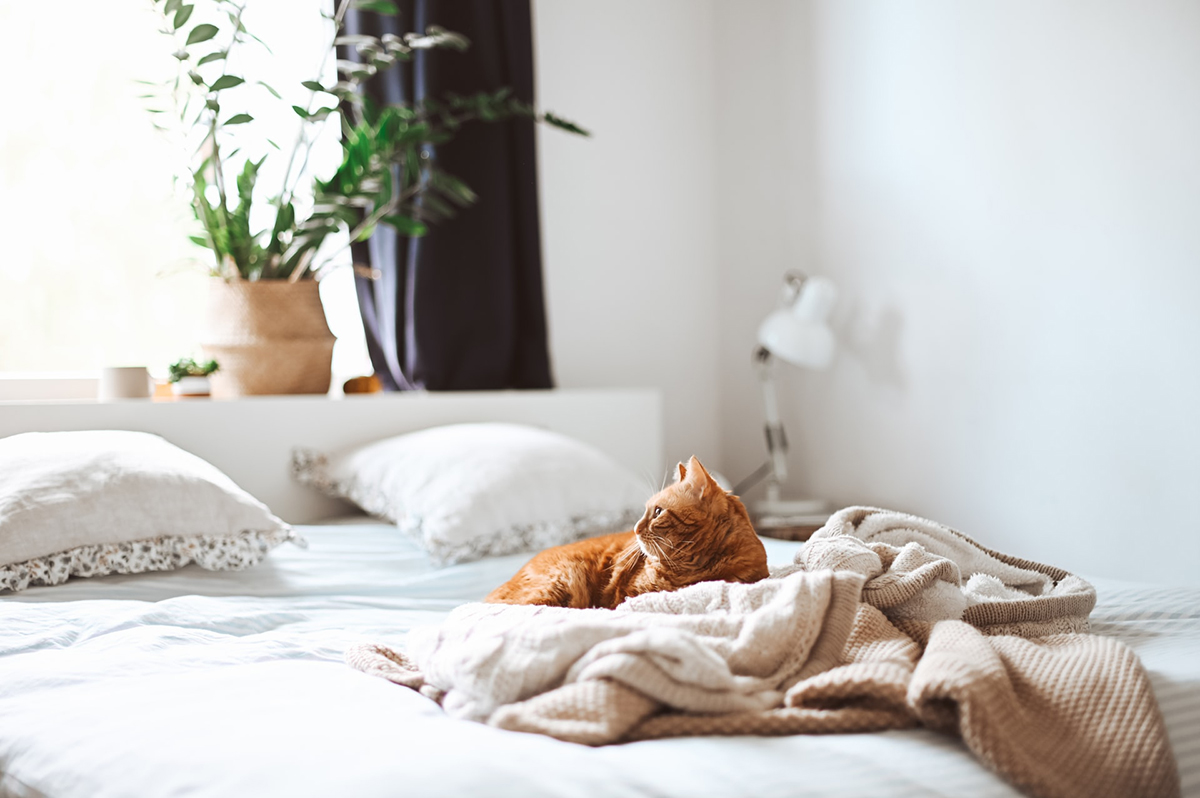 squarerooms bedroom mattress bed cat blankets cosy bedding
