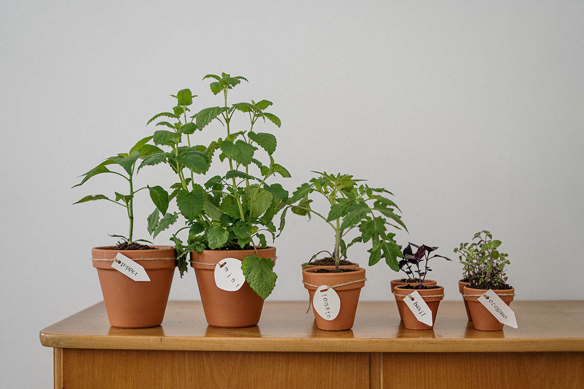 squarerooms Cottonbro Pexels herbs pots planters plants indoor table