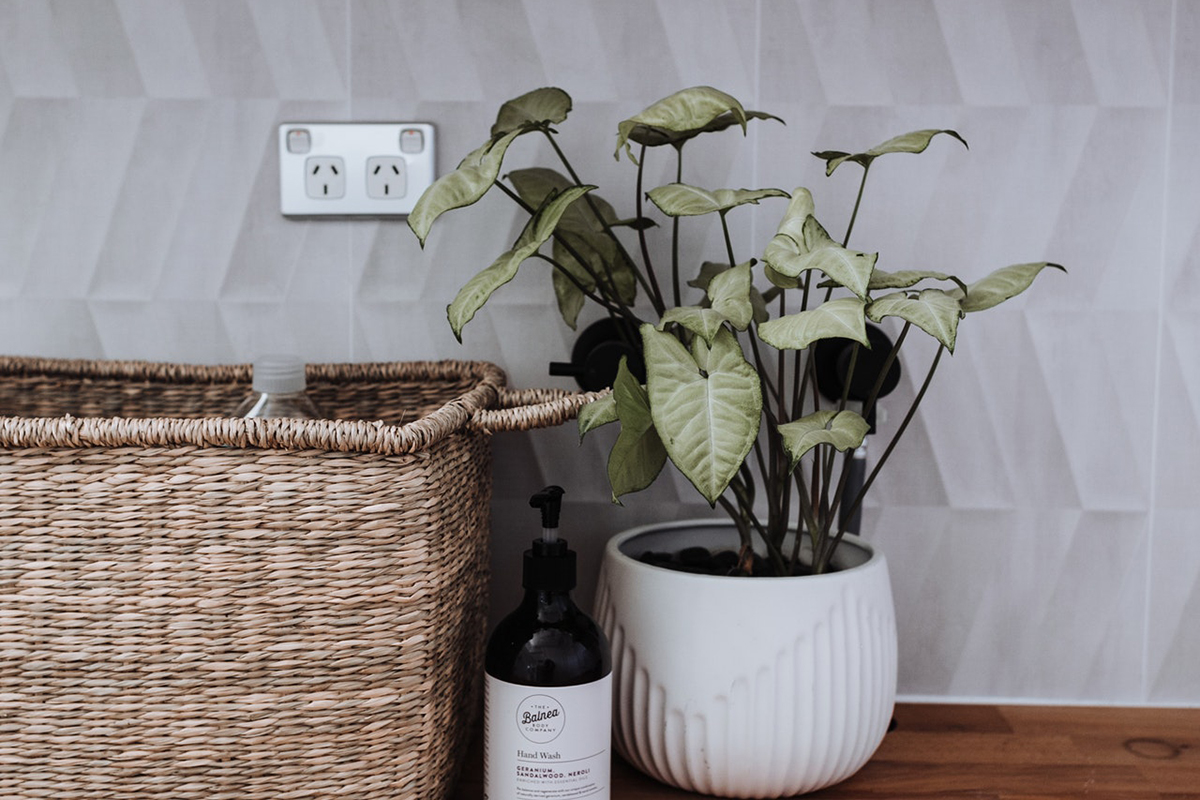 squarerooms pexels rachel claire plant basket bottle wine sockets electrical points