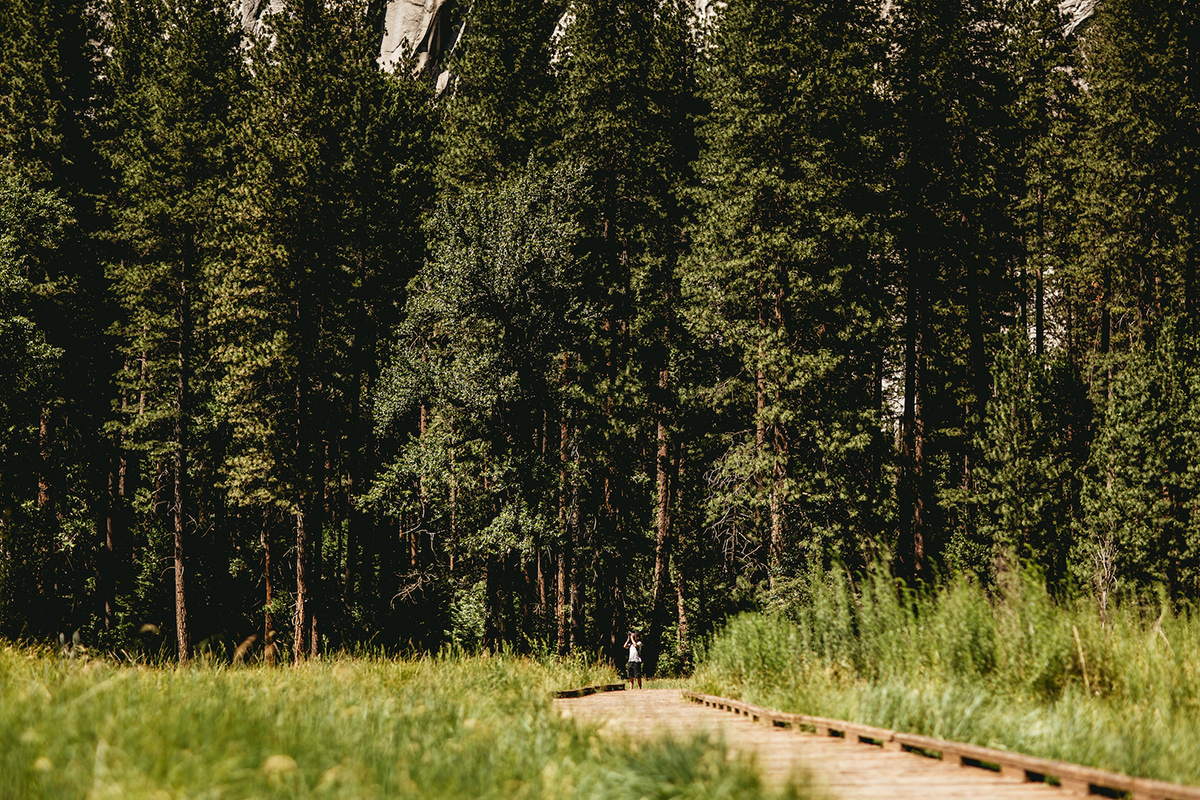lamitak forest walking path hiking trail tall pine trees